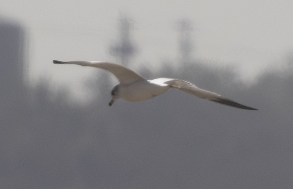 שחף בלתי-מזוהה - ML647213173