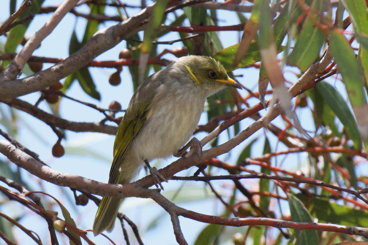 Yellow-plumed Honeyeater - ML647213176