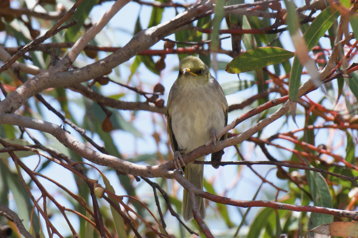 Yellow-plumed Honeyeater - ML647213180