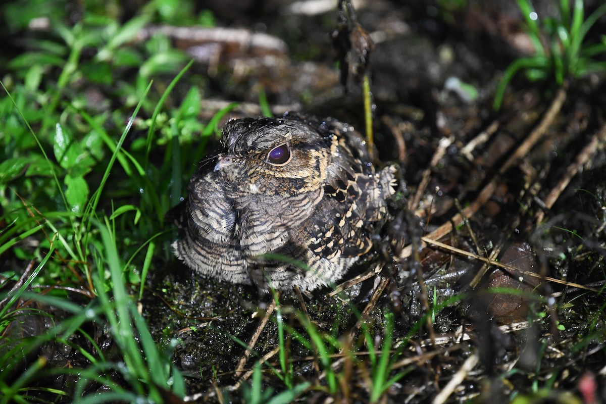 pauraquenattravn - ML647213182