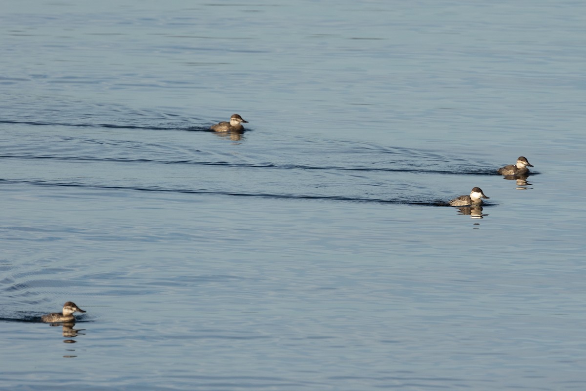 Американская савка - ML647213185