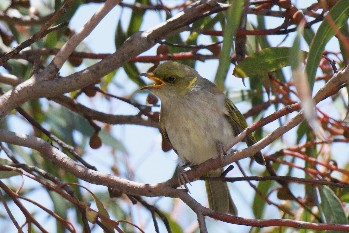 Yellow-plumed Honeyeater - ML647213187