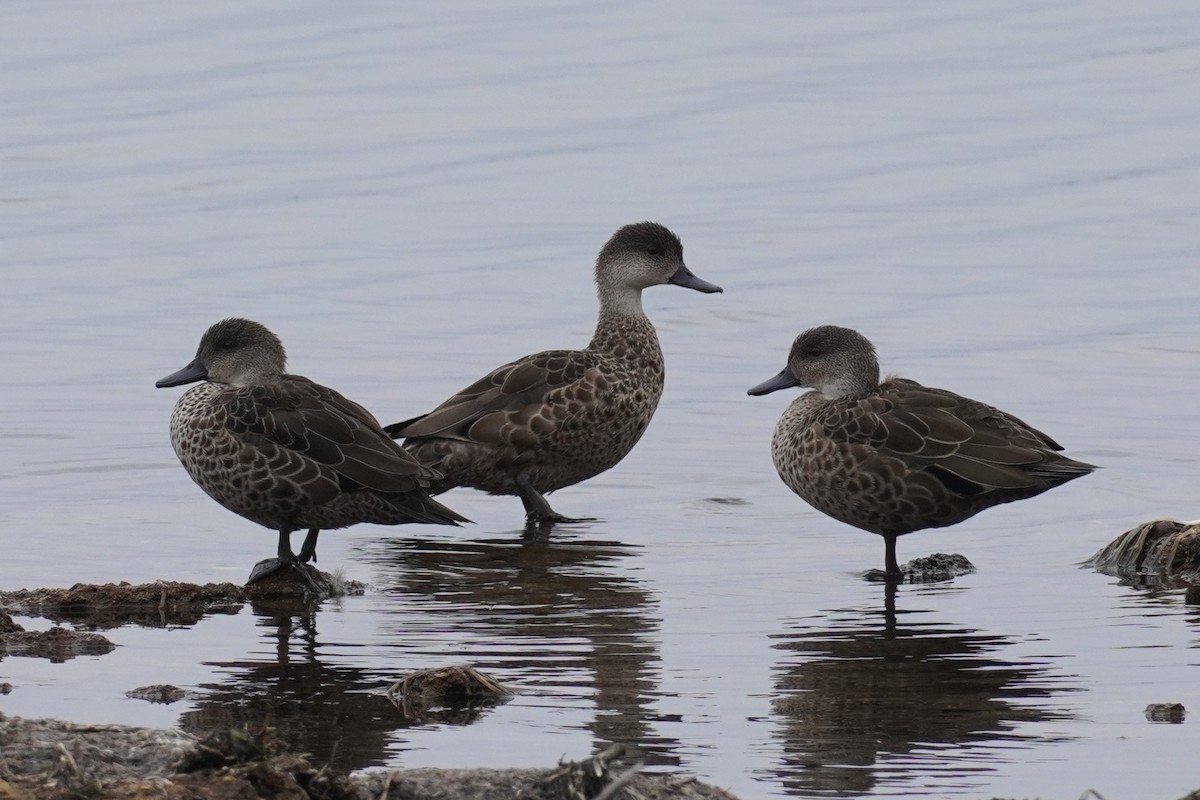 Gray Teal - ML647213189