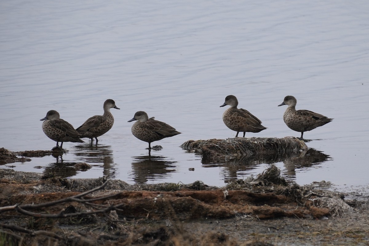 Gray Teal - ML647213190