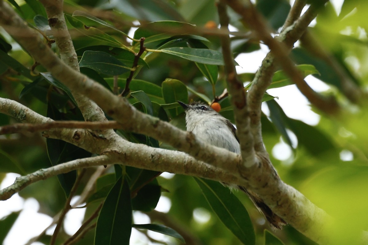 Brown Gerygone - ML647213195