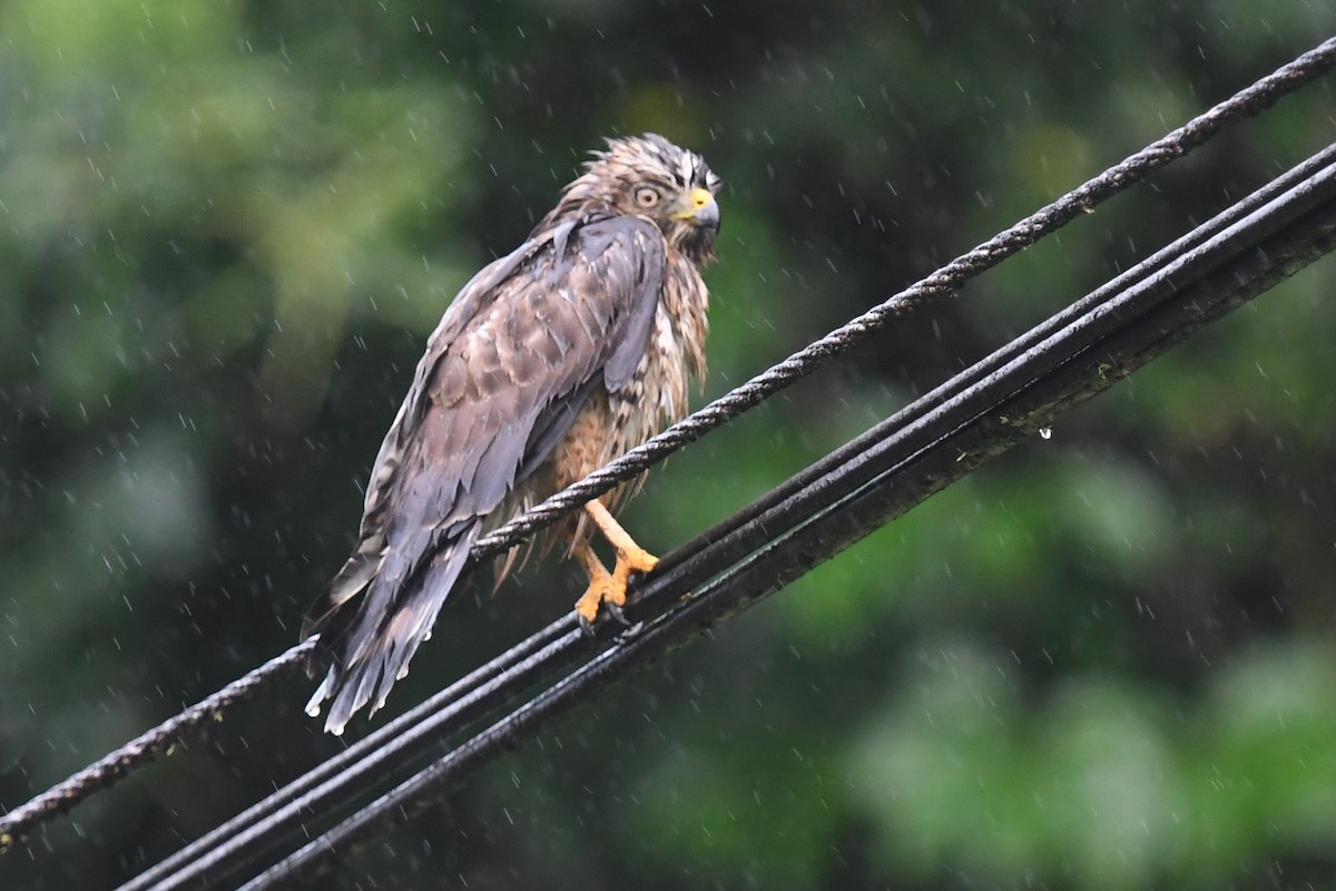 Roadside Hawk - ML647213197