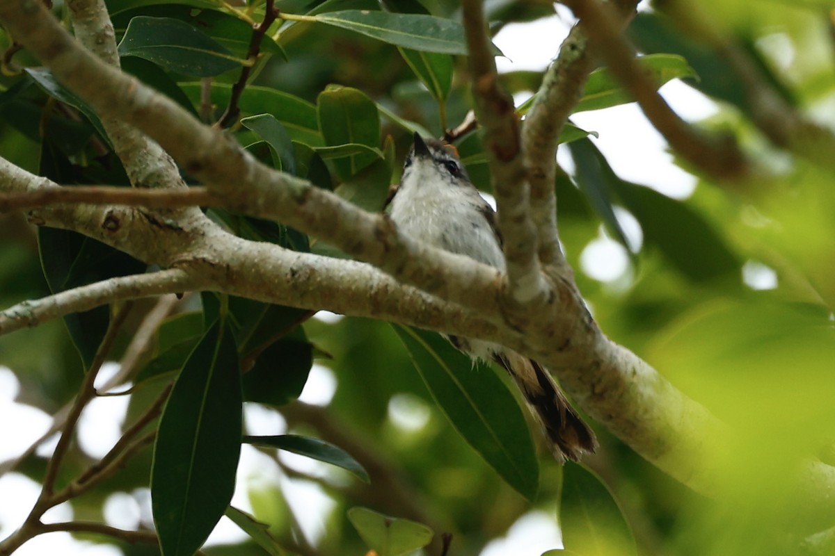 Brown Gerygone - ML647213198