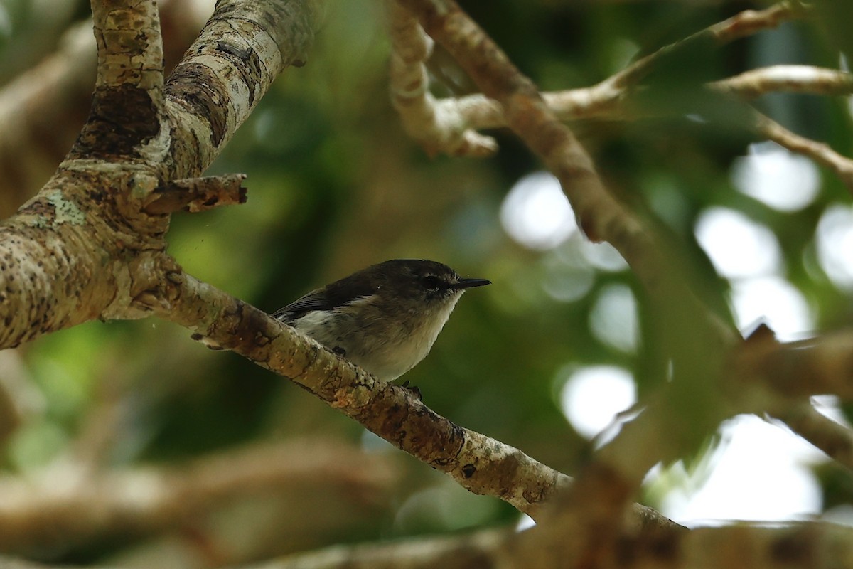 Brown Gerygone - ML647213199