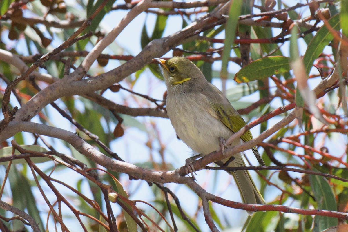 Yellow-plumed Honeyeater - ML647213200