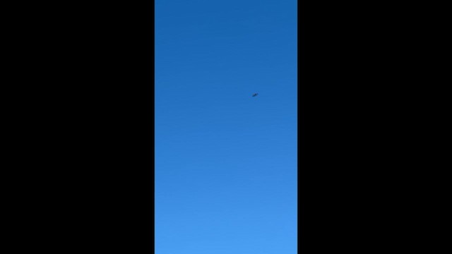 Osprey - ML647213209