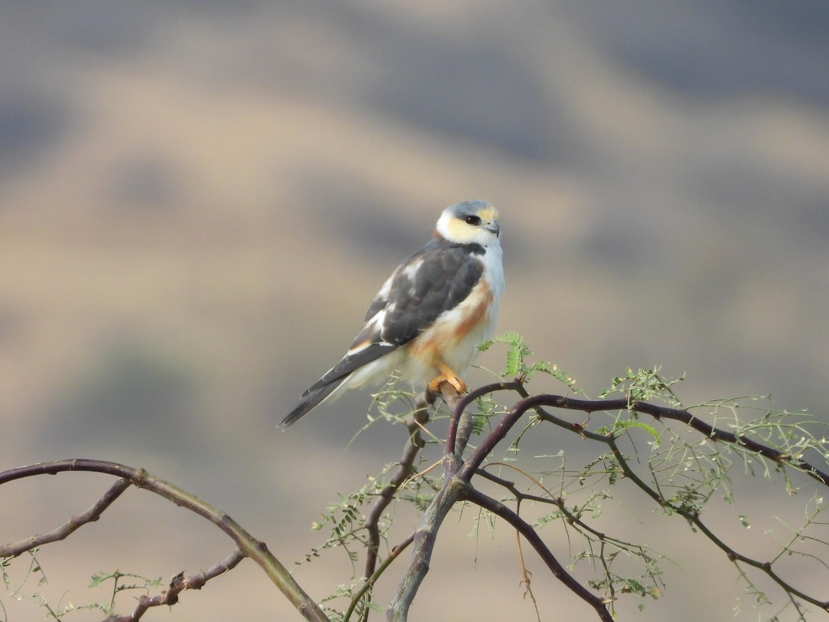 Pearl Kite - ML647213214