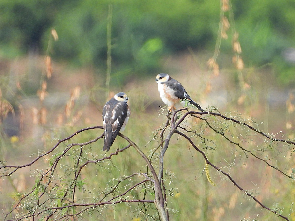 Pearl Kite - ML647213215