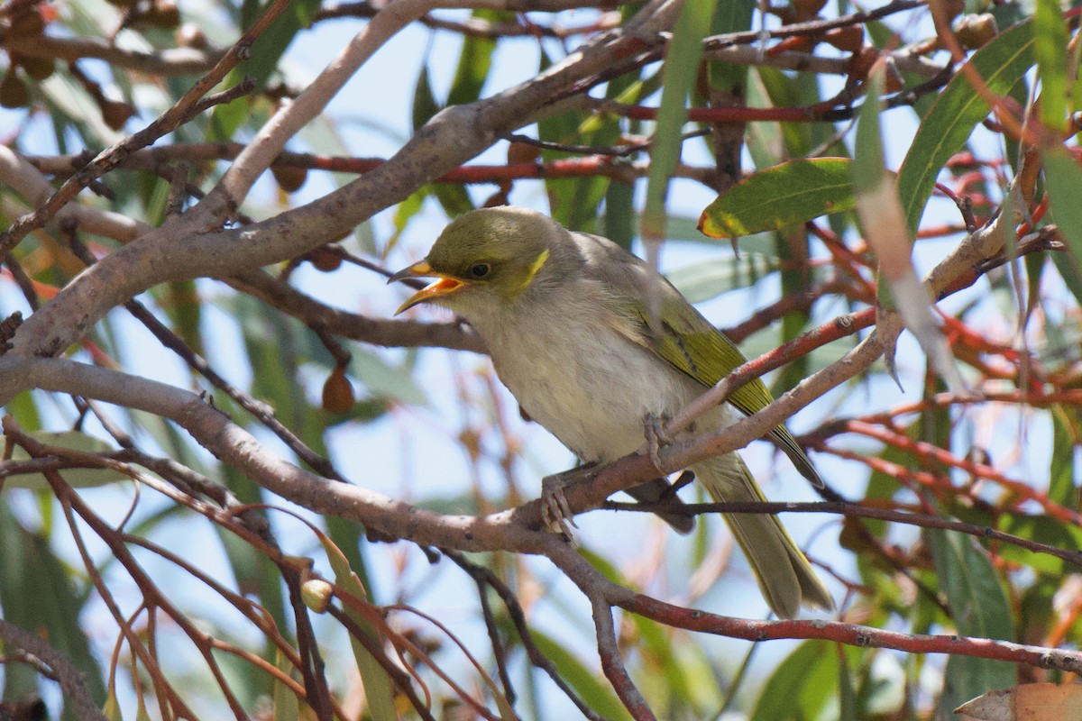 Yellow-plumed Honeyeater - ML647213218