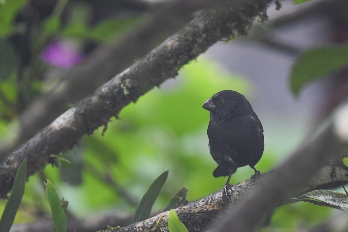 Variable Seedeater - ML647213219