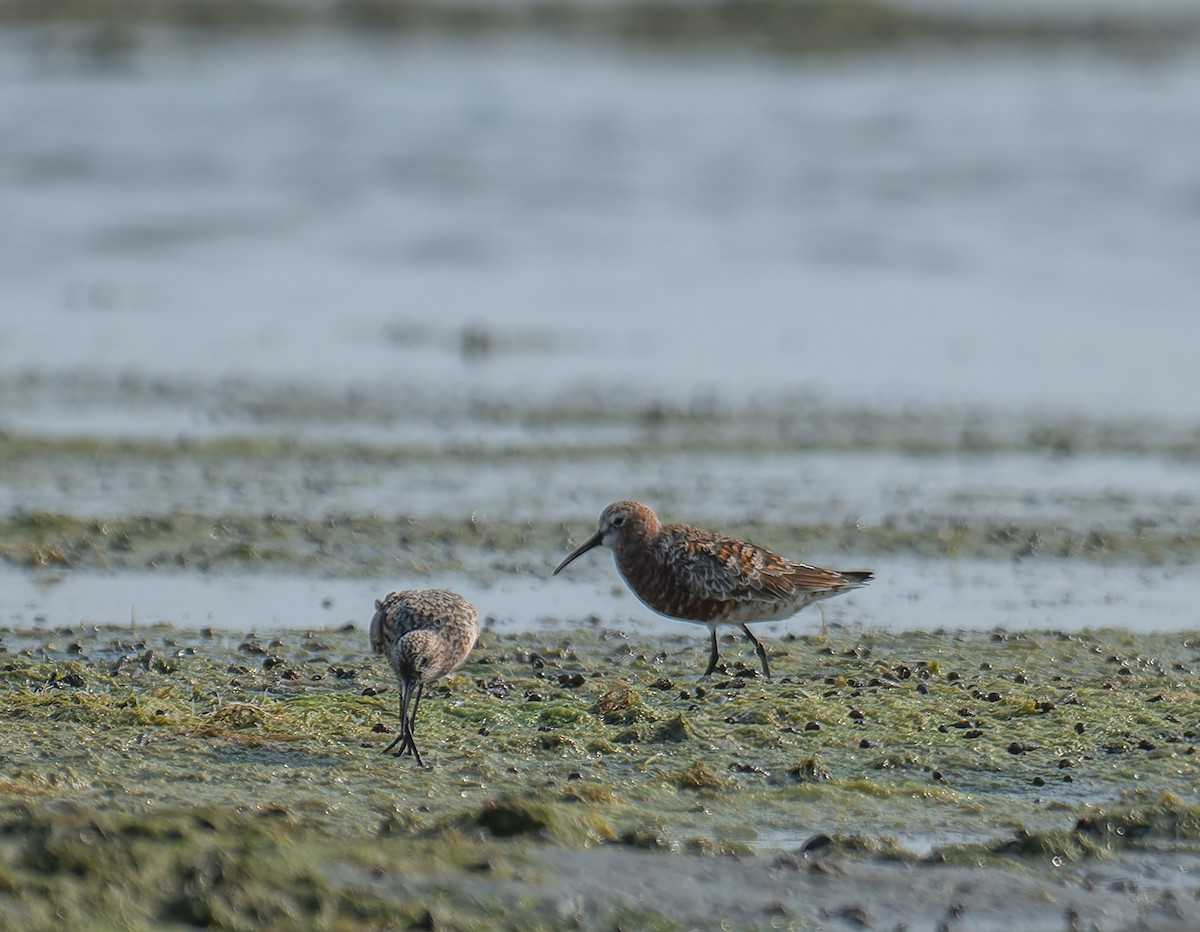 Correlimos Zarapitín - ML647213221