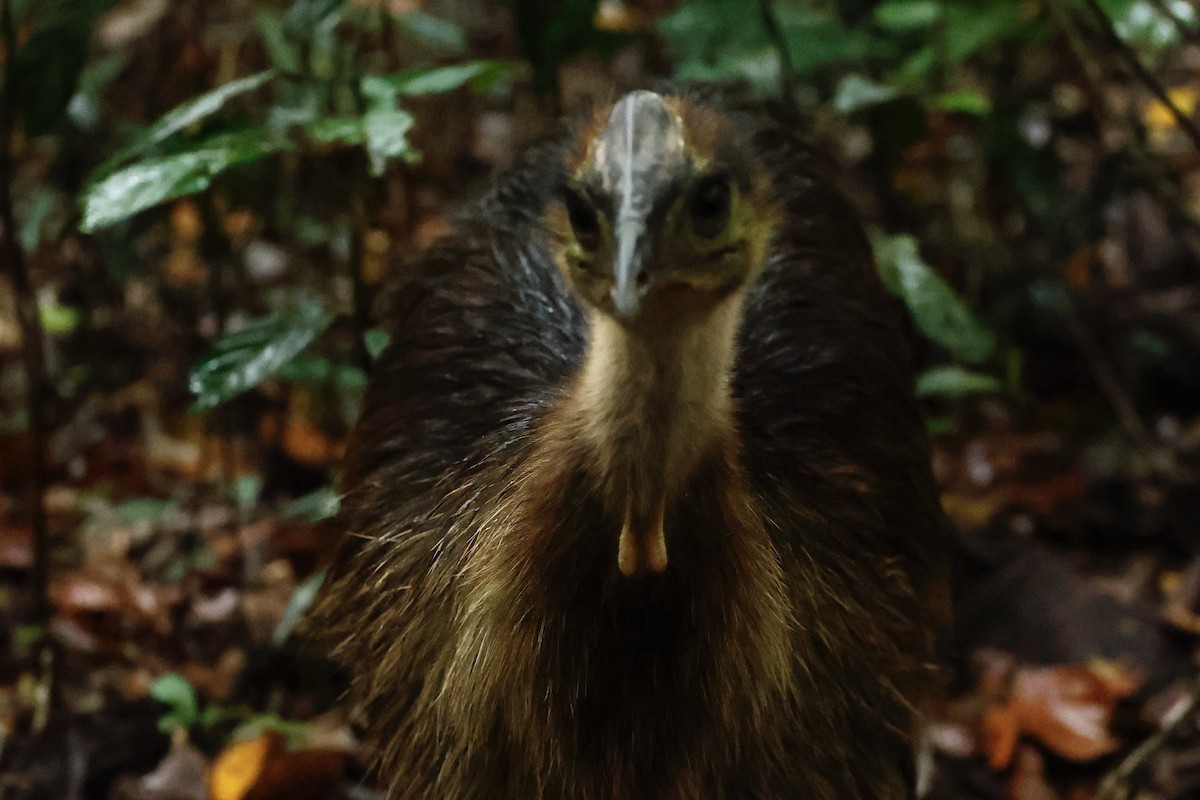 toflikkasuar - ML647213231