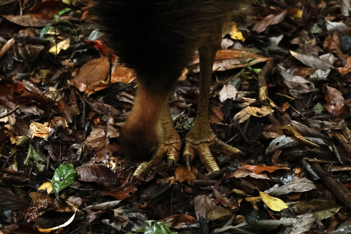 toflikkasuar - ML647213232