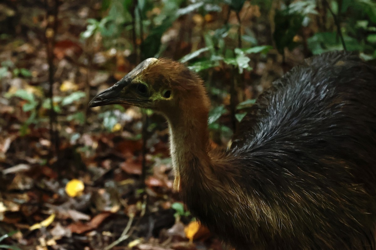 toflikkasuar - ML647213233