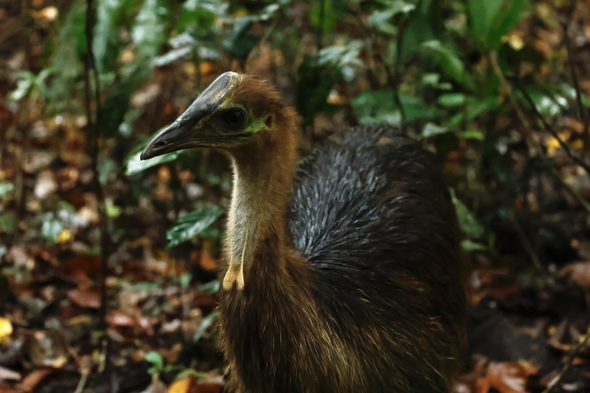 toflikkasuar - ML647213234