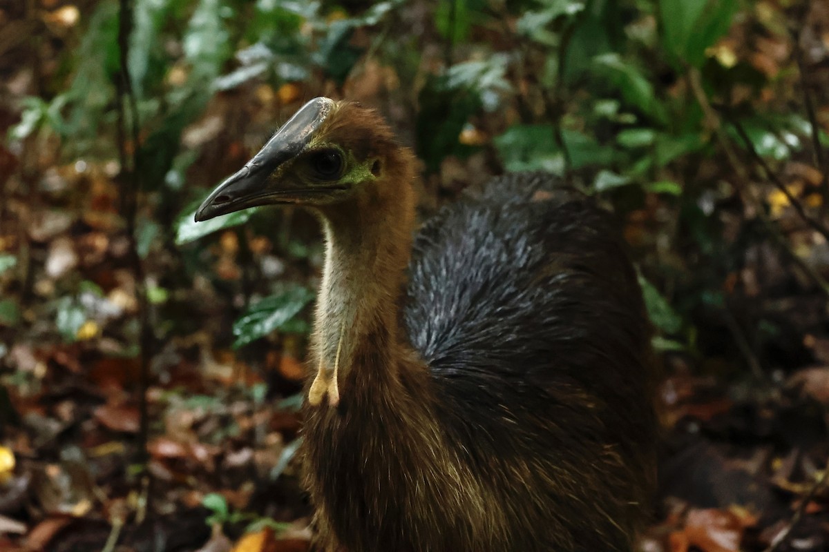 toflikkasuar - ML647213236