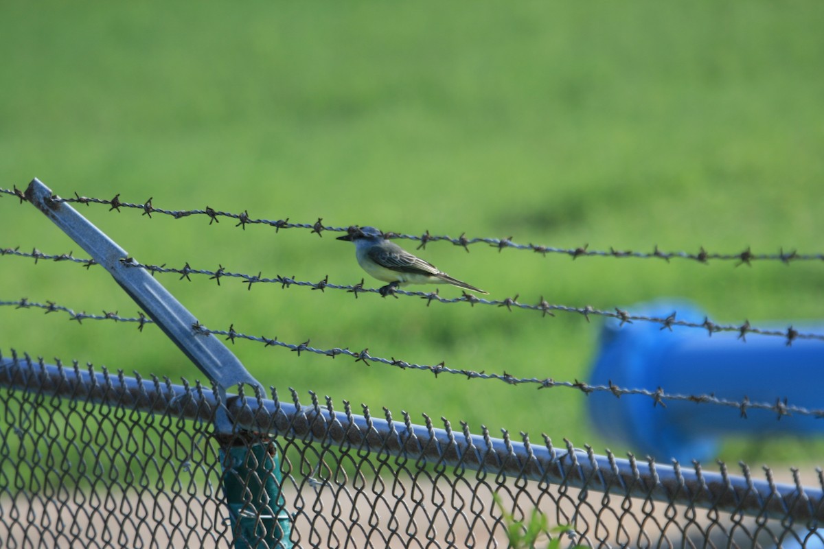 Tropical Kingbird - ML647213243