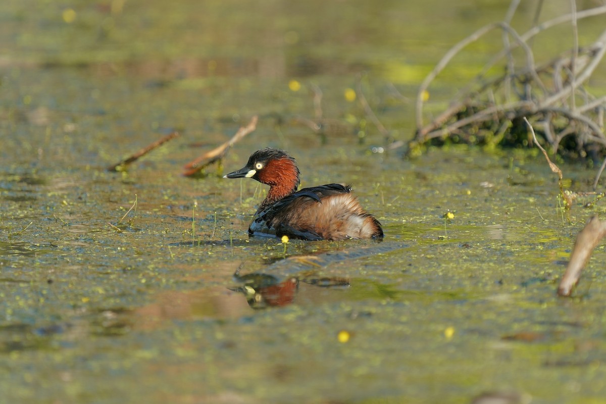Little Grebe (Little) - ML647213245