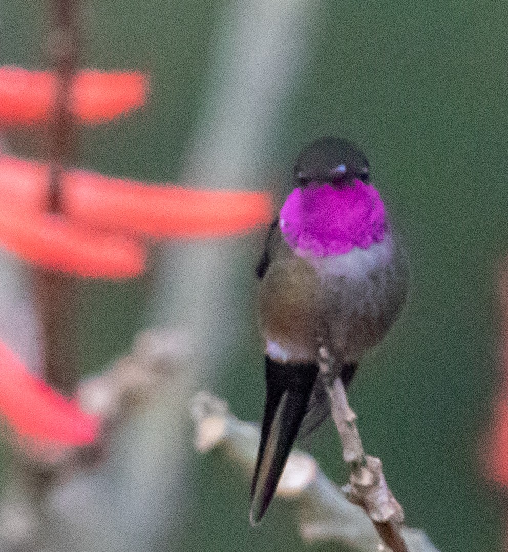 kalypta běloskvrnná - ML647213249