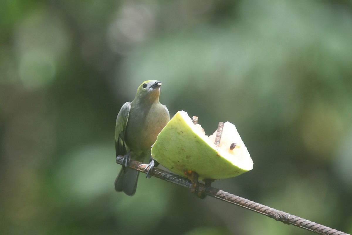 Tangara Palmera - ML647213272