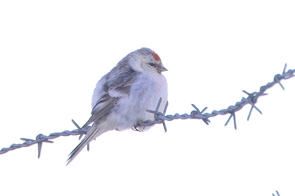 Redpoll (Hoary) - ML647213273