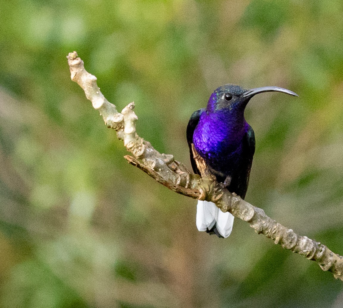 kolibřík fialkový - ML647213277