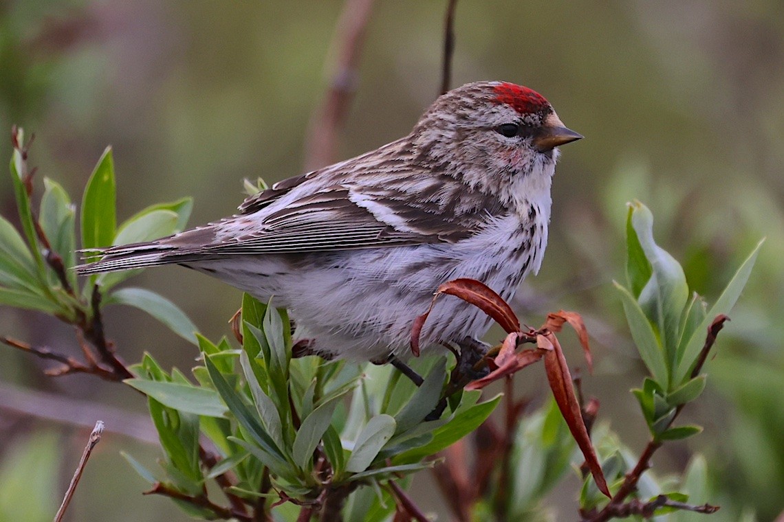 Redpoll (Hoary) - ML647213282