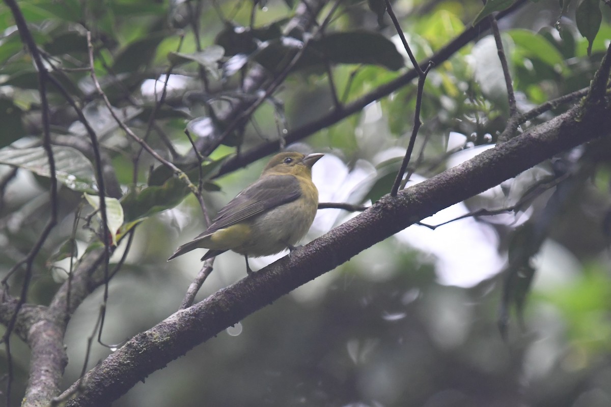 Scharlachkardinal - ML647213287