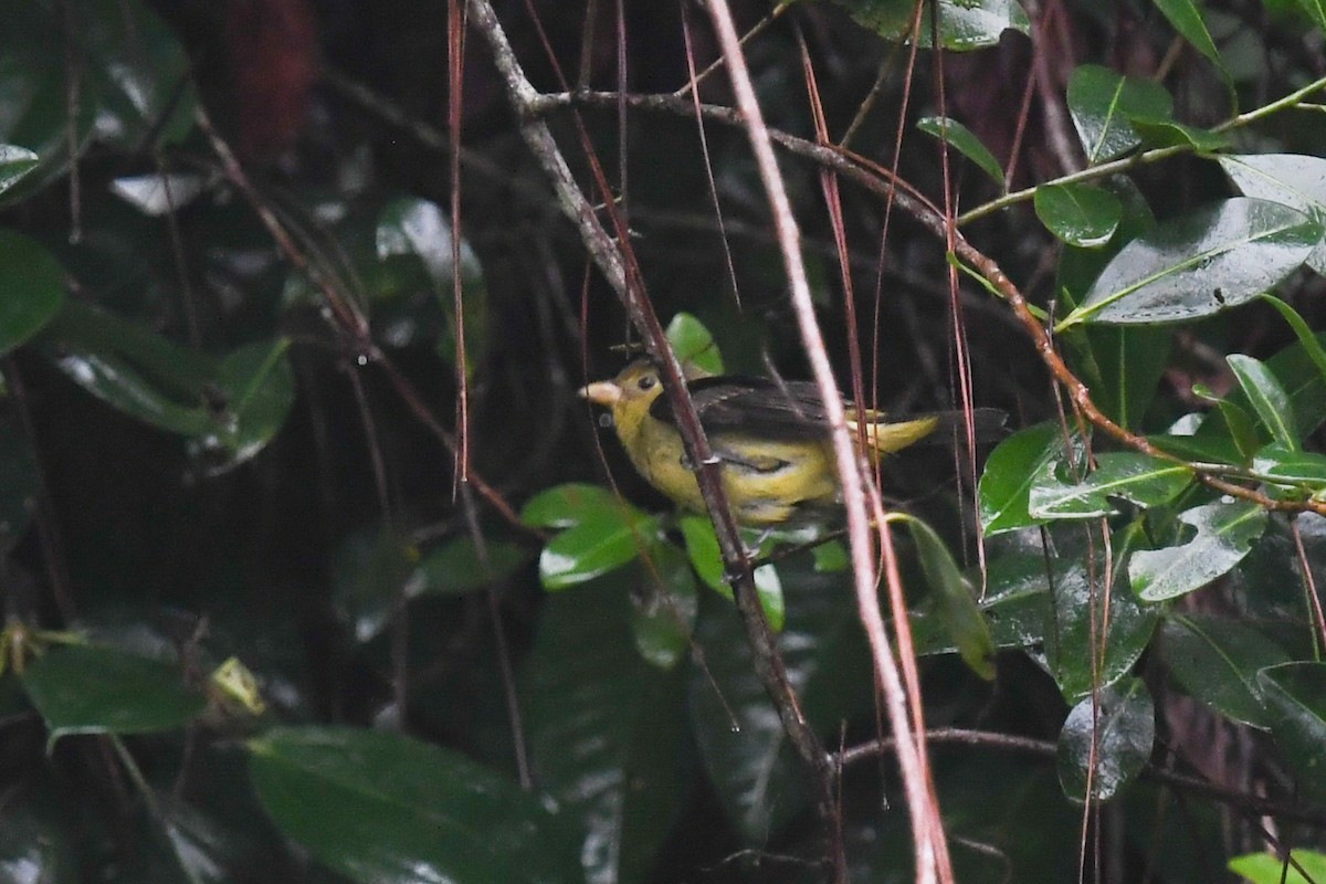 Scharlachkardinal - ML647213290