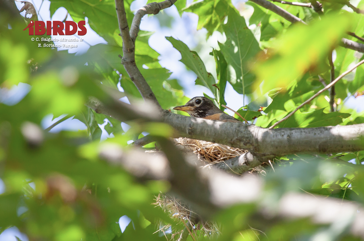 American Robin - ML647213291