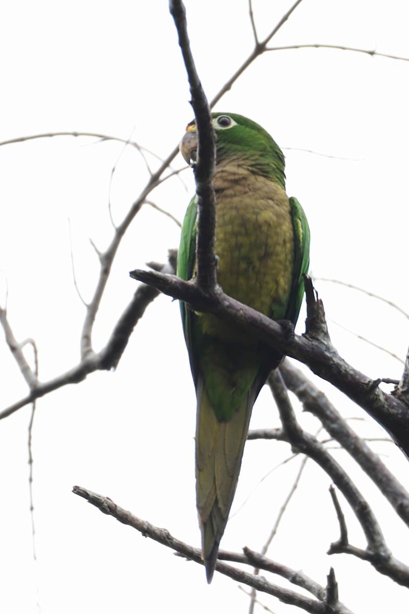 Olive-throated Parakeet - ML647213302