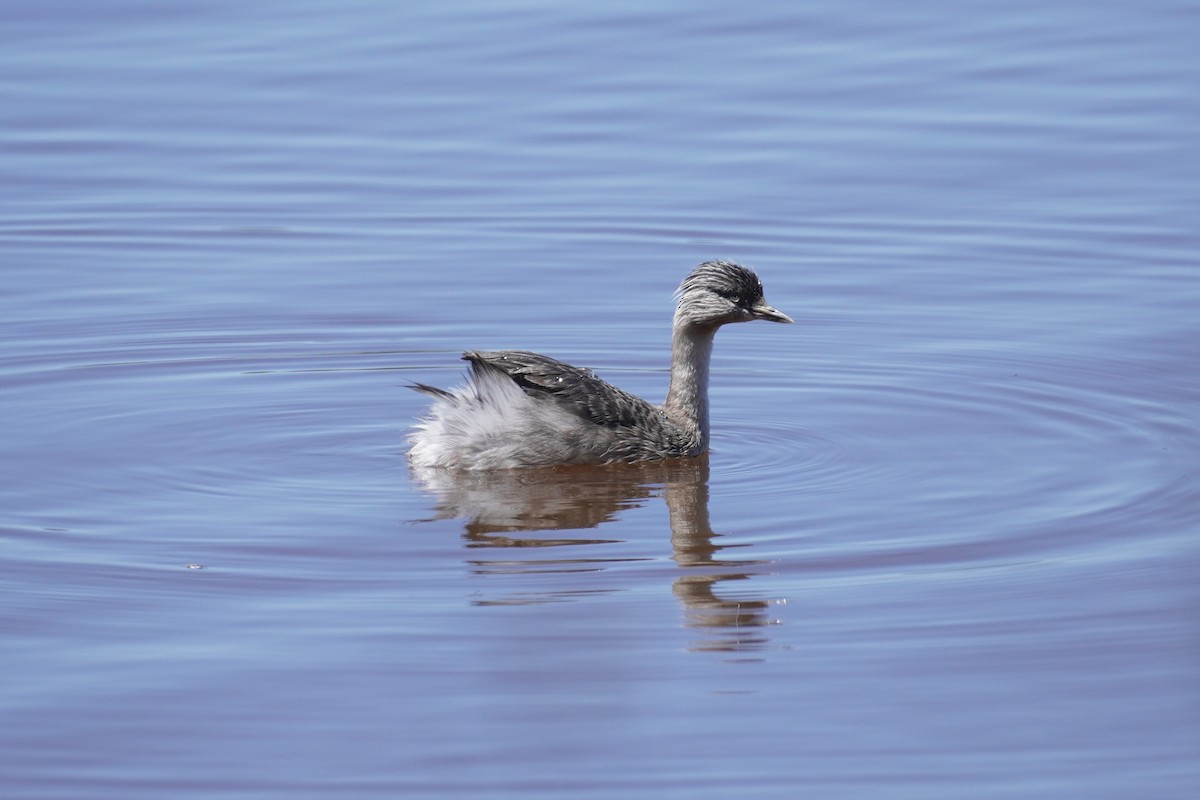 potápka šedohlavá - ML647213305