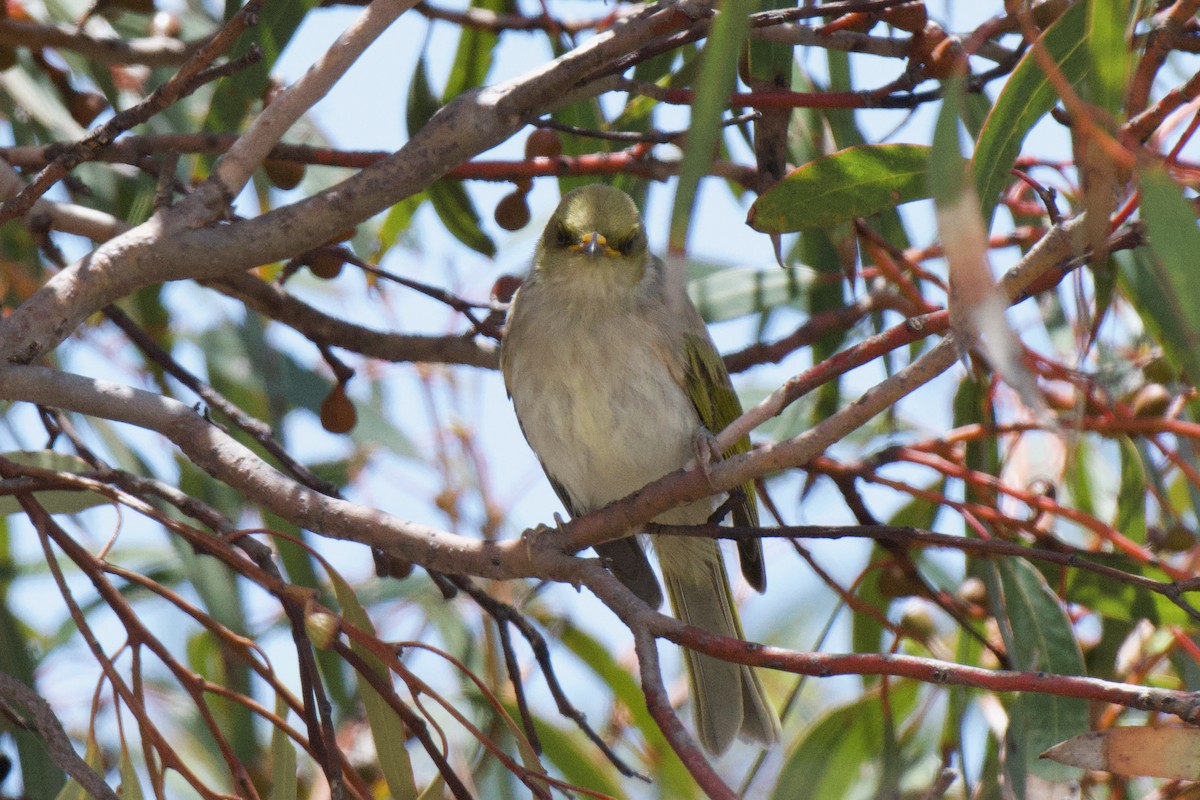 Yellow-plumed Honeyeater - ML647213306