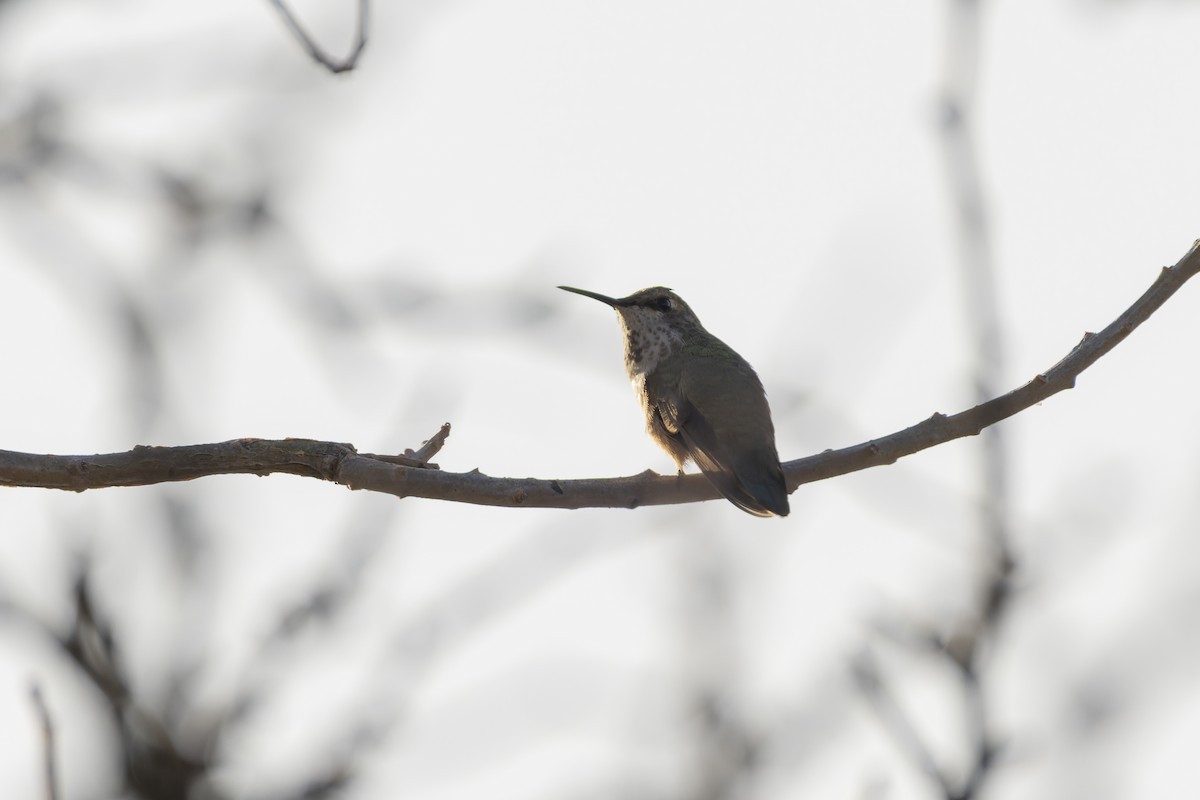 Rufous Hummingbird - ML647213312