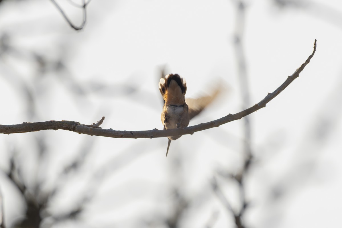 Rufous Hummingbird - ML647213313