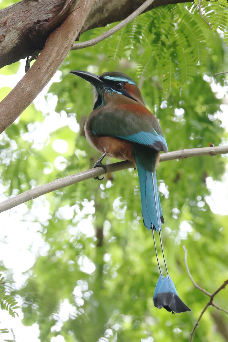 Момот рудочеревий - ML647213314