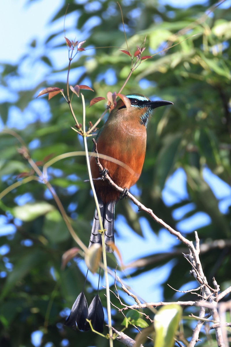 Момот рудочеревий - ML647213315