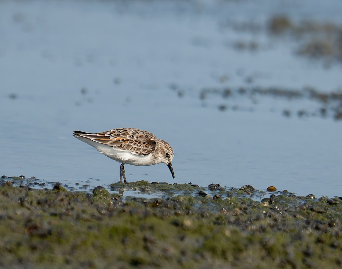 Correlimos Grande - ML647213319