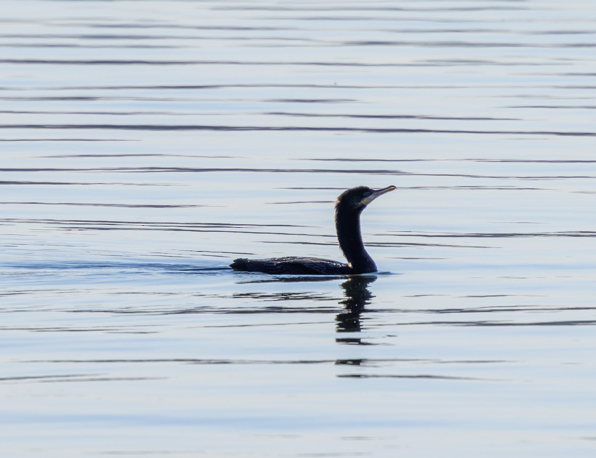 Neotropic Cormorant - ML647213325