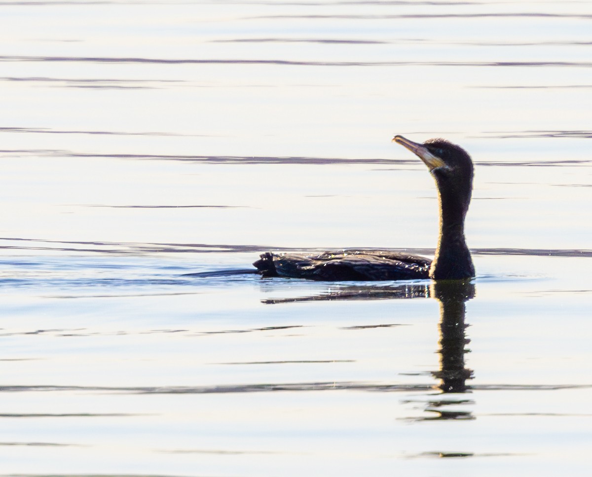 Neotropic Cormorant - ML647213327