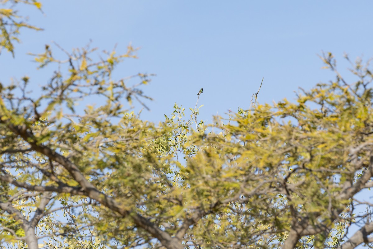 Broad-billed Hummingbird - ML647213333