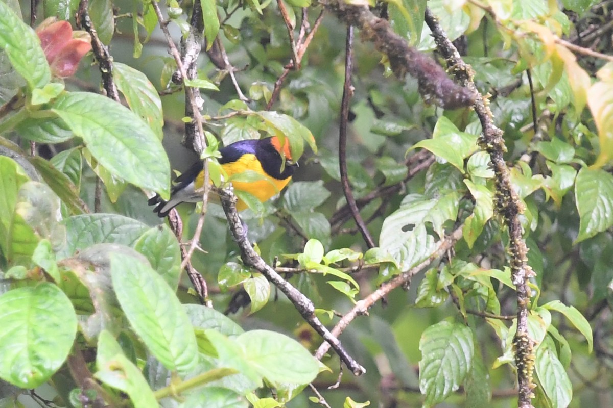 Tawny-capped Euphonia - ML647213334