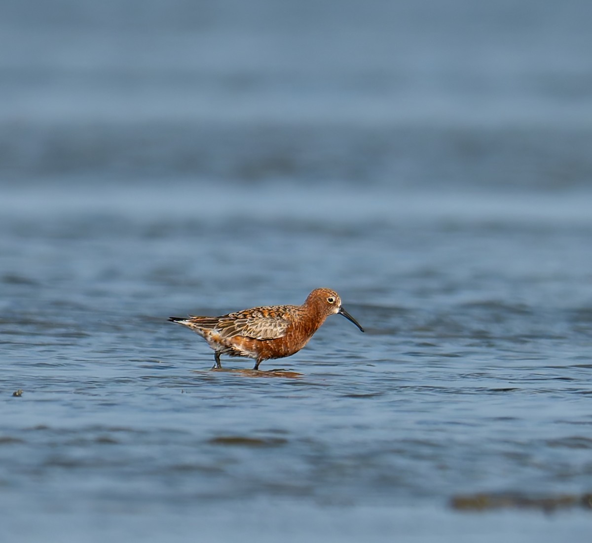 Correlimos Zarapitín - ML647213335