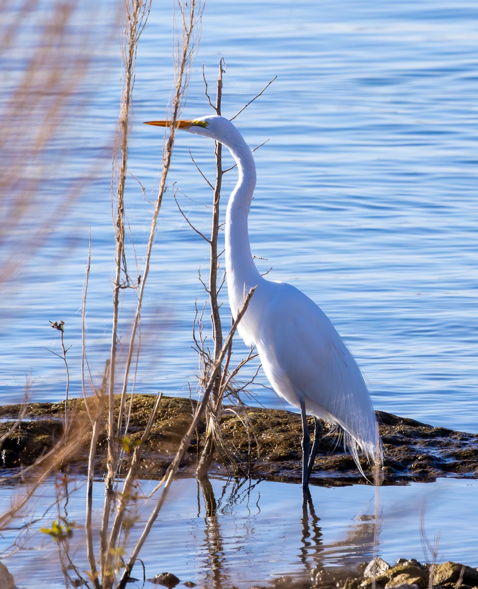 Great Egret - ML647213336