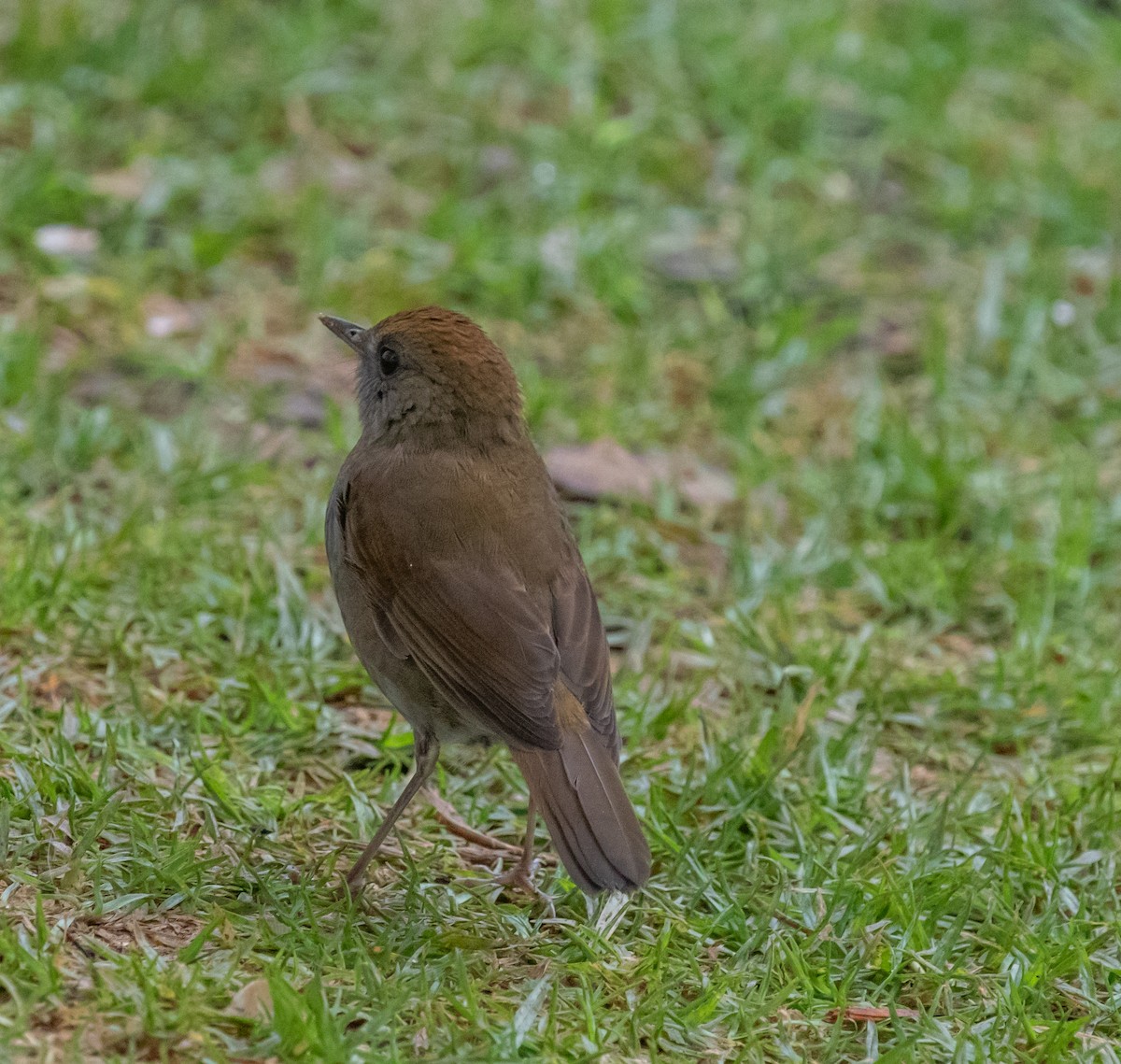 drozd hnědohlavý - ML647213340