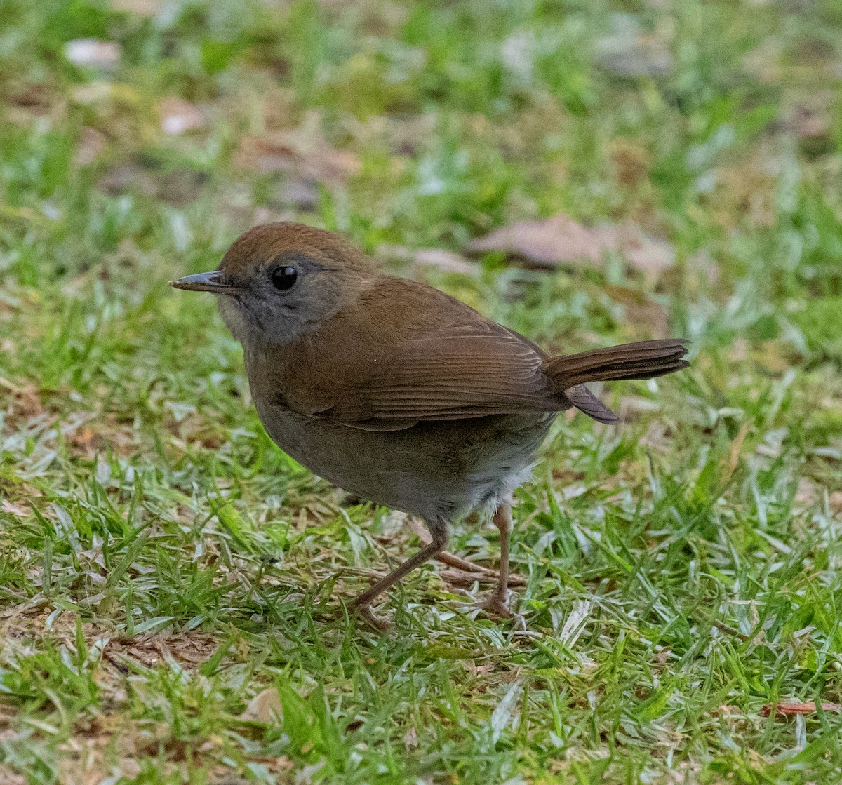 drozd hnědohlavý - ML647213341